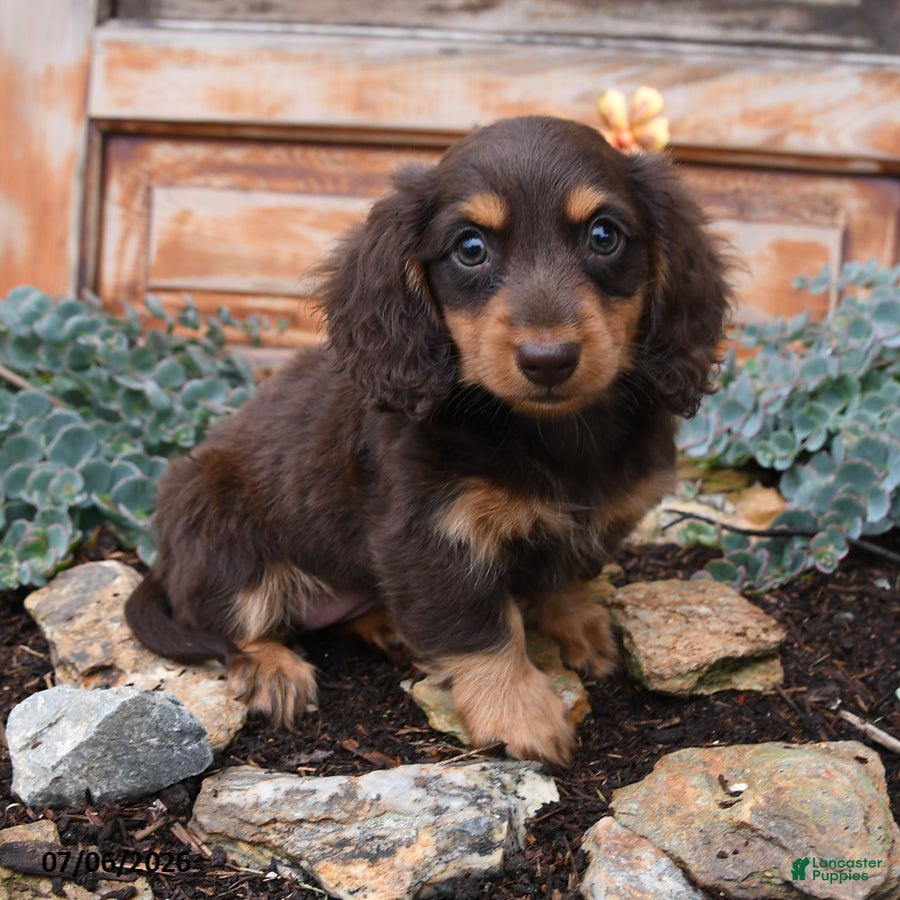 Miniature Dachshund dogs Reba - Ad 1