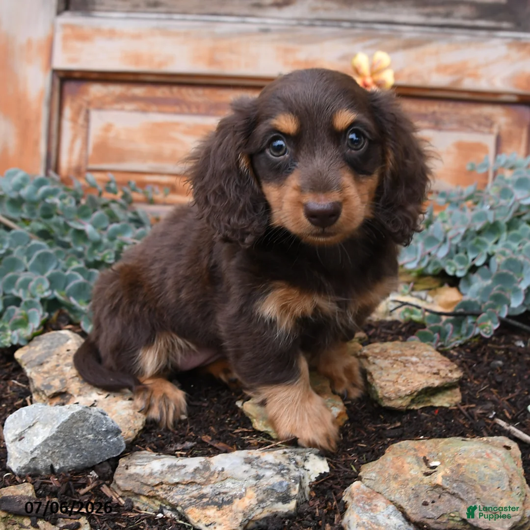 Miniature Dachshund dogs for sale: Reba - Ad 1