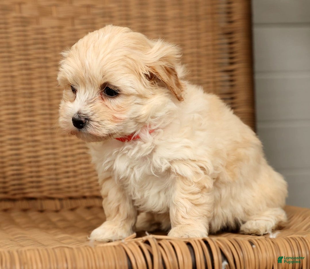 Maltipoo dogs for sale: Molly - Ad 2
