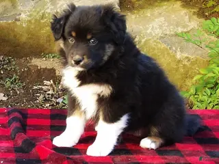 Australian Shepherd dogs for sale: Comet - Ad 1