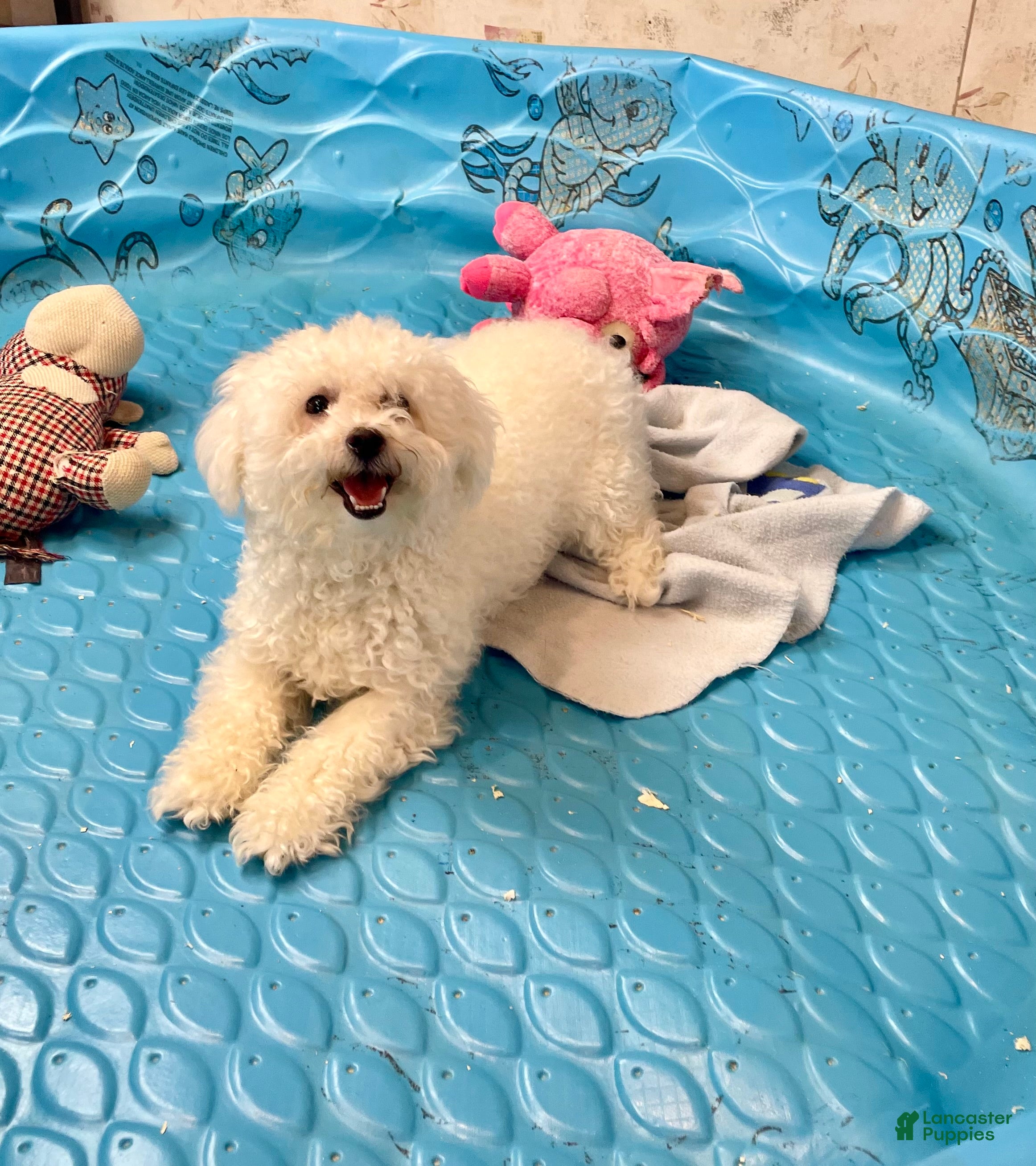 Bichon Frise dogs Lola - Ad 13