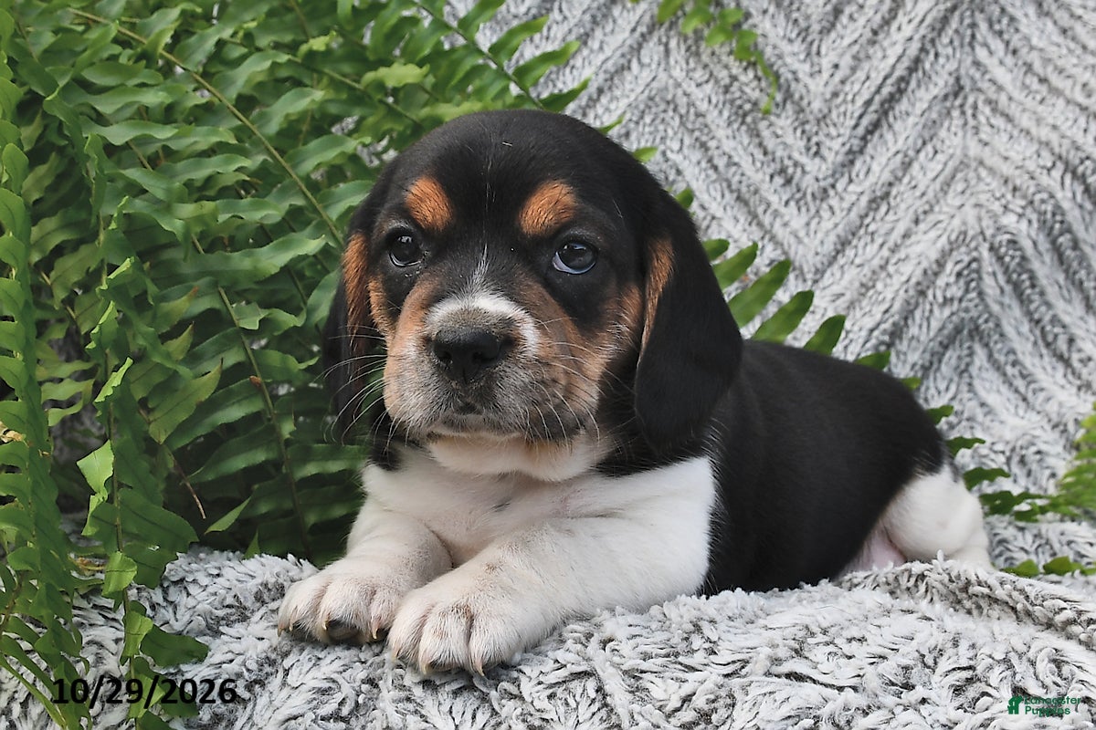 Mixed Breed dogs for sale: Lucky  - Ad 1