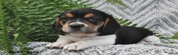 Mixed Breed dogs for sale: Lucky  - Ad 1