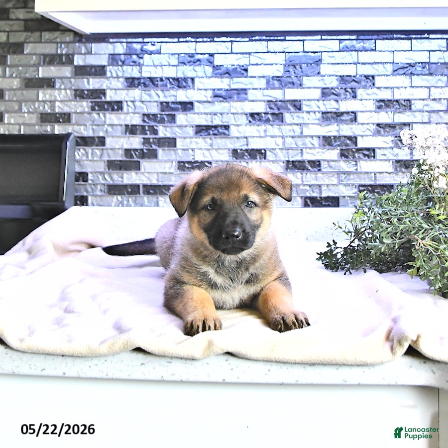 German Shepherd dogs Asia - Ad 2