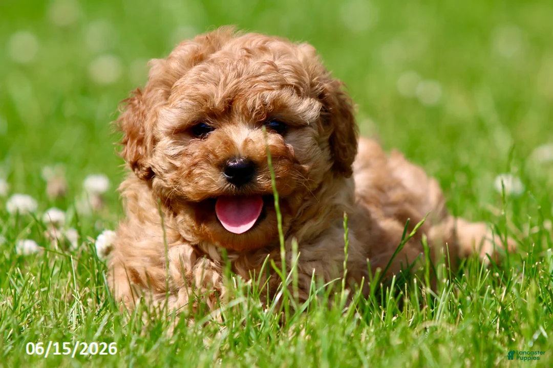 Shihpoo dogs for sale: Tinsel - Ad 1