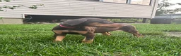 Doberman Pinscher dogs for sale: Red Collar  - Ad 3