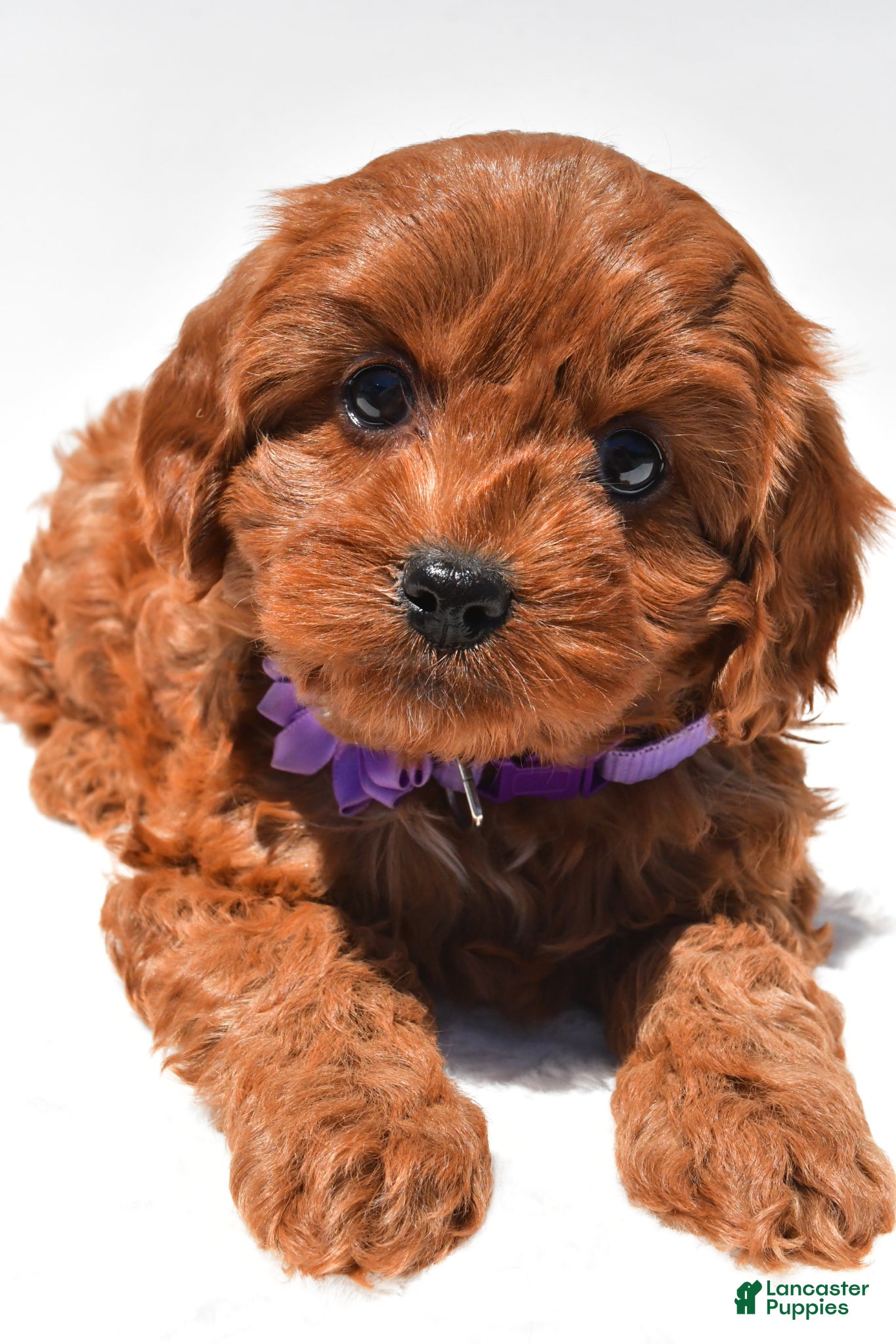 Cavapoo dogs for sale: Sally f1b - Ad 4