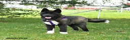 Akita dogs for sale: Fletcher - Ad 4