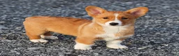 Welsh Corgi Pembroke dogs for sale: Karl Welsh Corgi Pembroke - Ad 8