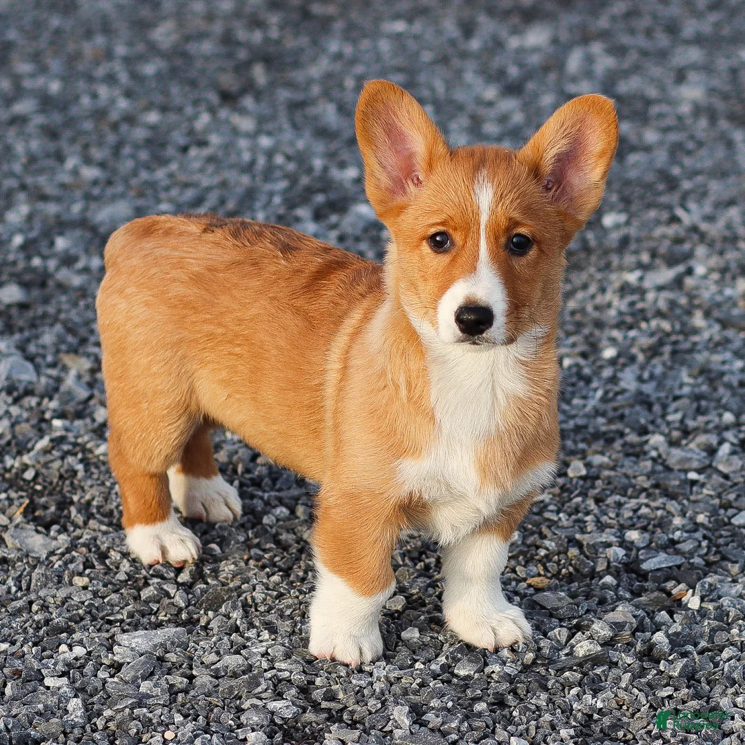 Welsh Corgi Pembroke dogs for sale: Karl Welsh Corgi Pembroke - Ad 8