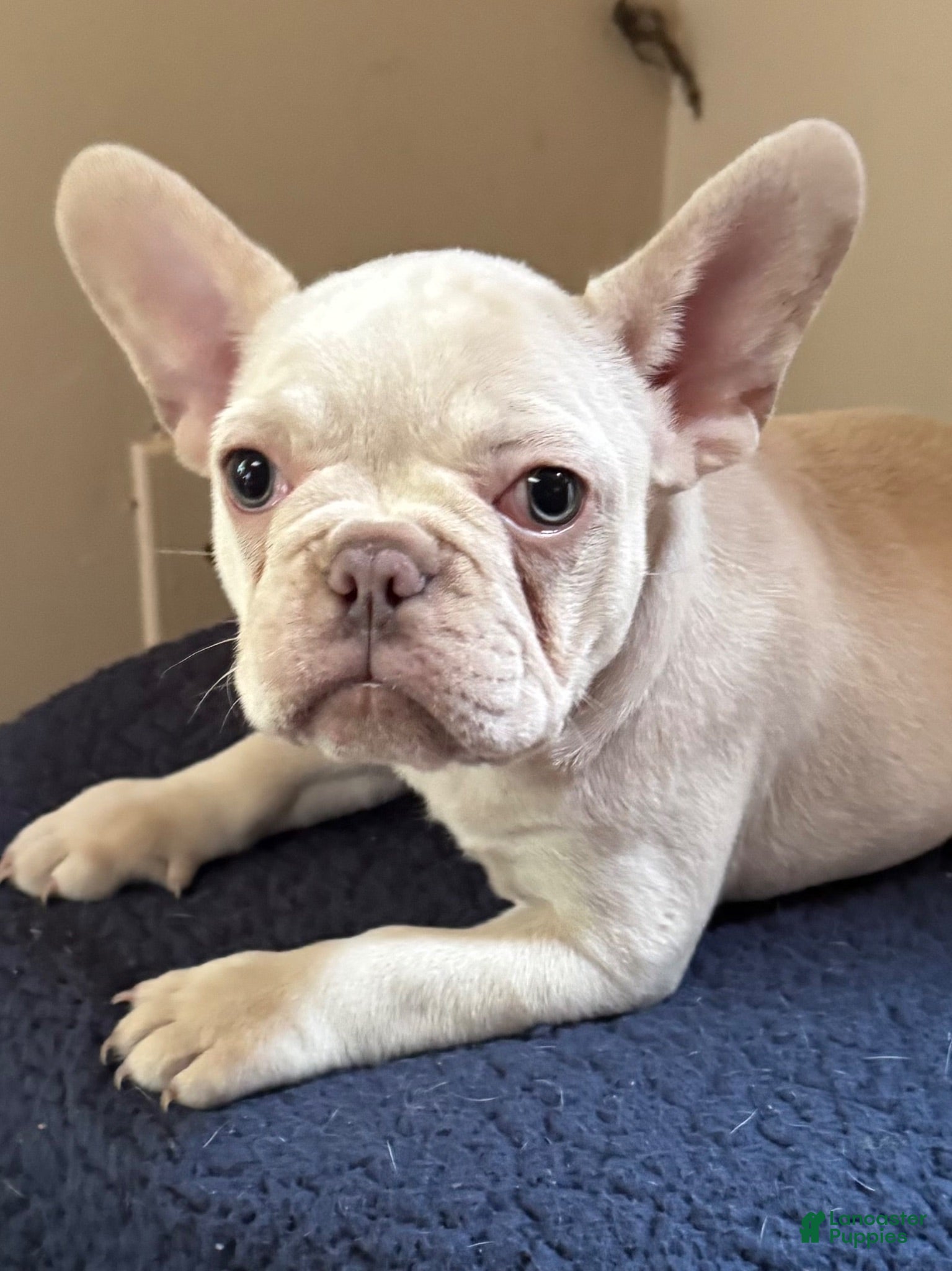 French Bulldog dogs French Bulldog 1 - Ad 2