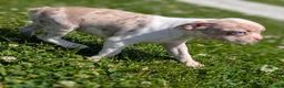 Boston Terrier dogs for sale: Smore - Ad 8