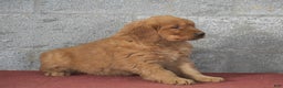 Golden Retriever dogs for sale: Daisy - Ad 5