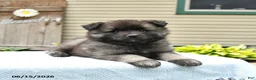 Keeshond dogs for sale: Scout - Ad 4