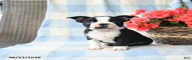 Tina