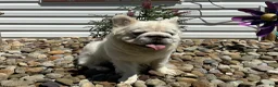 French Bulldog dogs for sale: Snow King Big Rope Fluffy - Ad 6