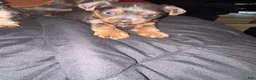 Yorkiepoo dogs for sale: Yorkiepoo 3 - Ad 9