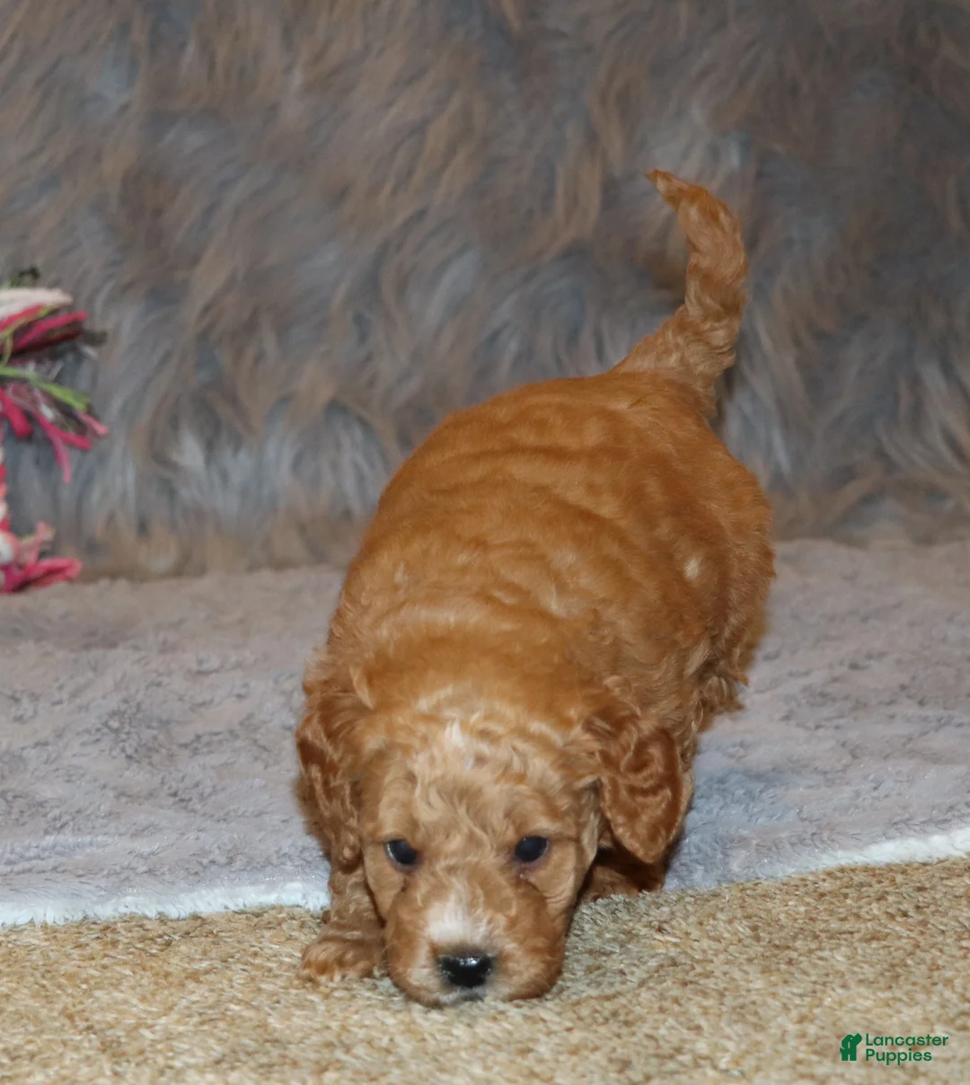 Mini Goldendoodle dogs for sale: Wanda🌷 Genetic Clear Parents - Ad 15