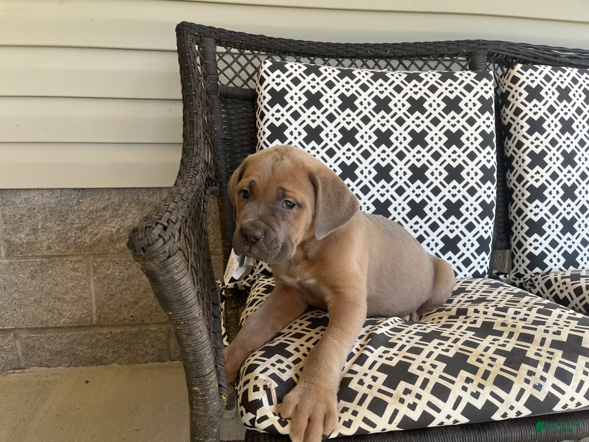 Cane Corso dogs Cane Corso Puppy 1 - Ad 29