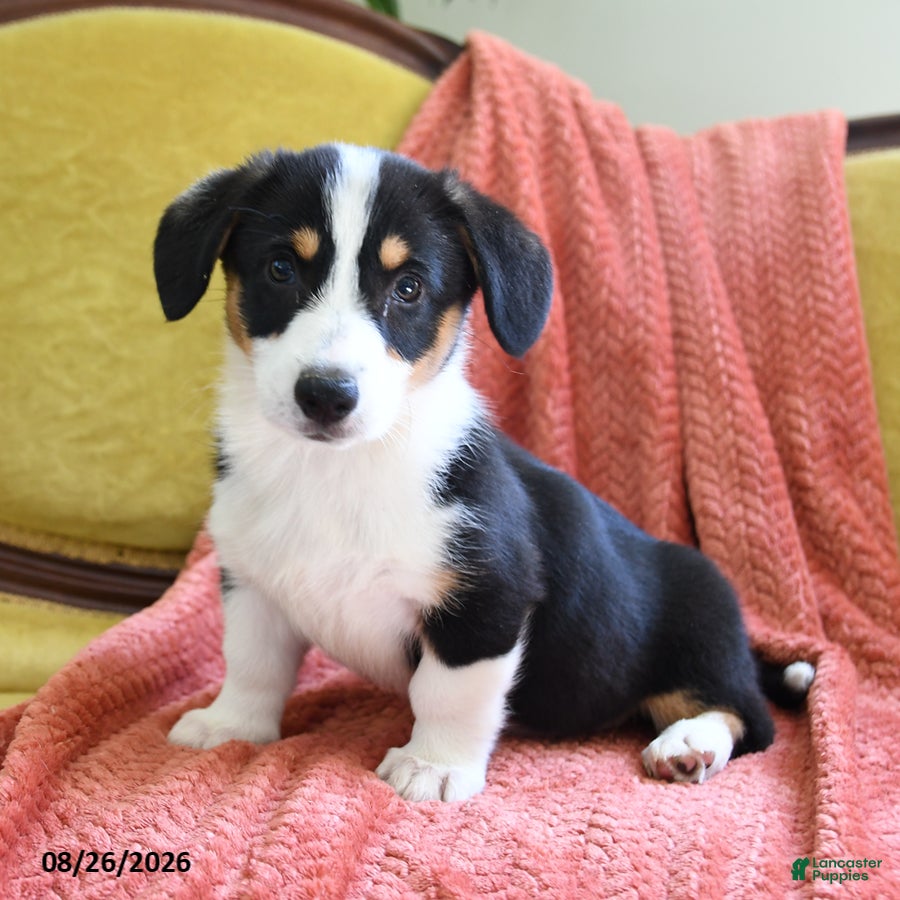 Welsh Corgi Pembroke dogs Brittney - Ad 1