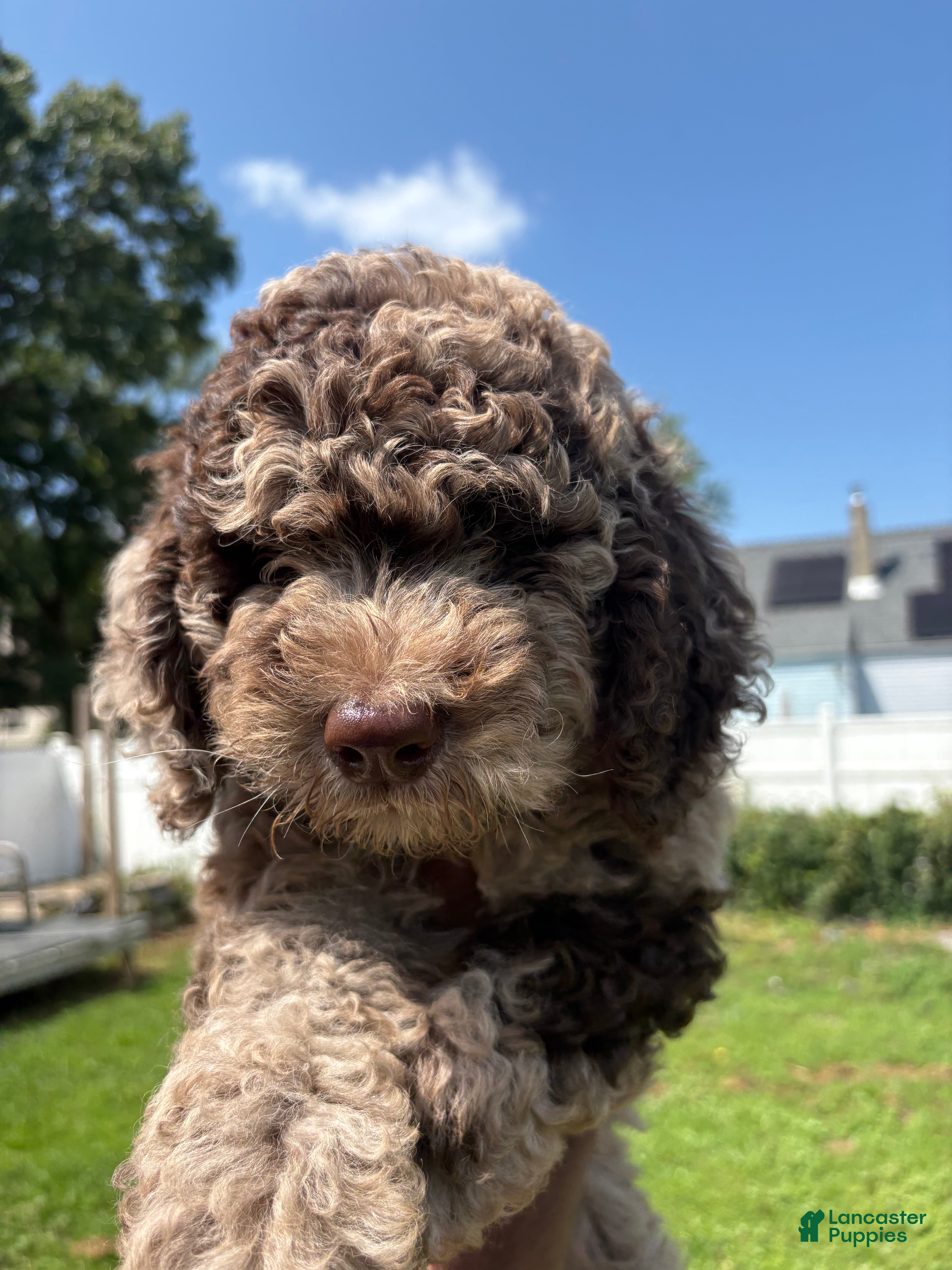 Sheepadoodle dogs Macy - Ad 2
