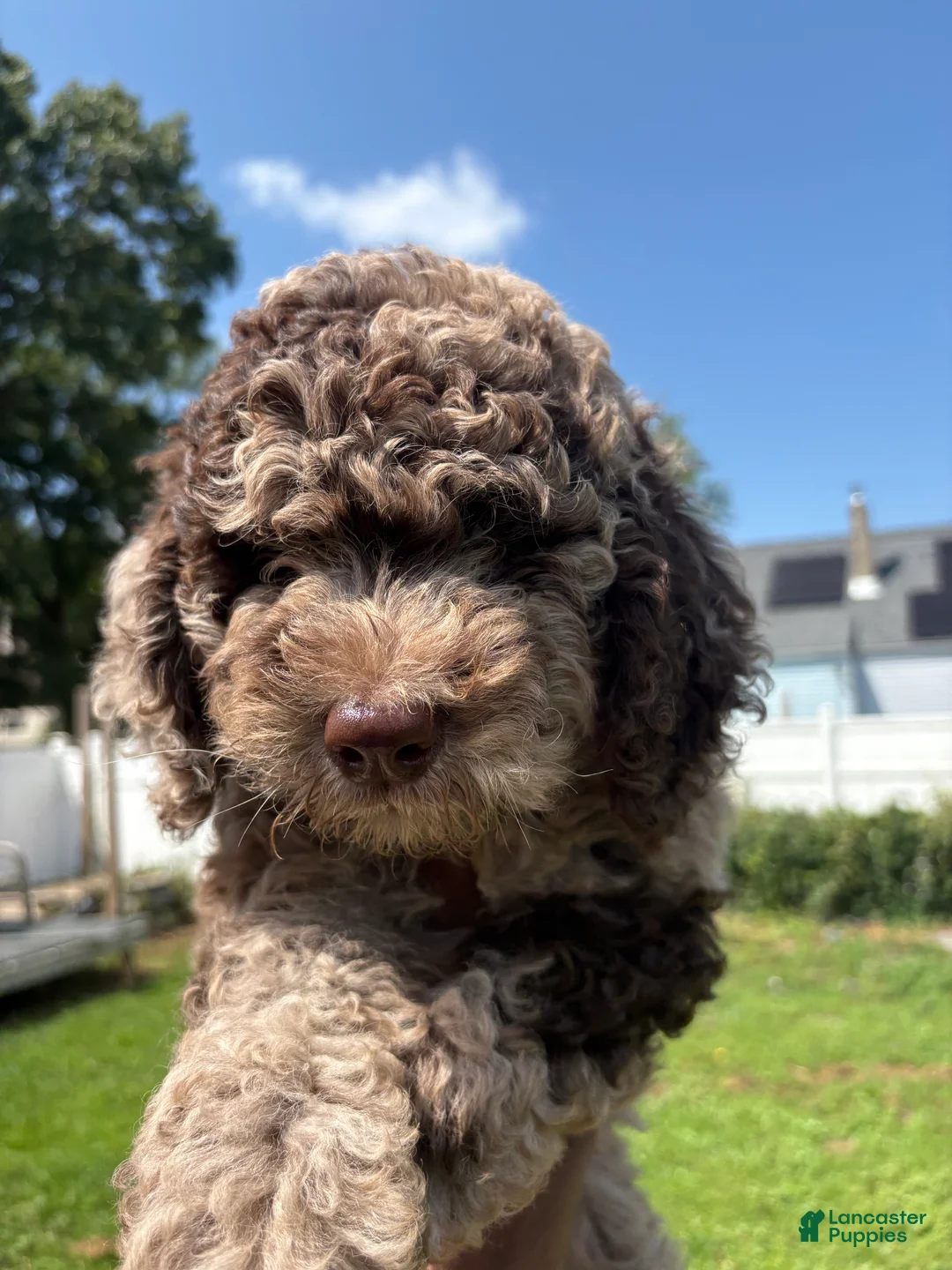 Sheepadoodle dogs for sale: Macy - Ad 2