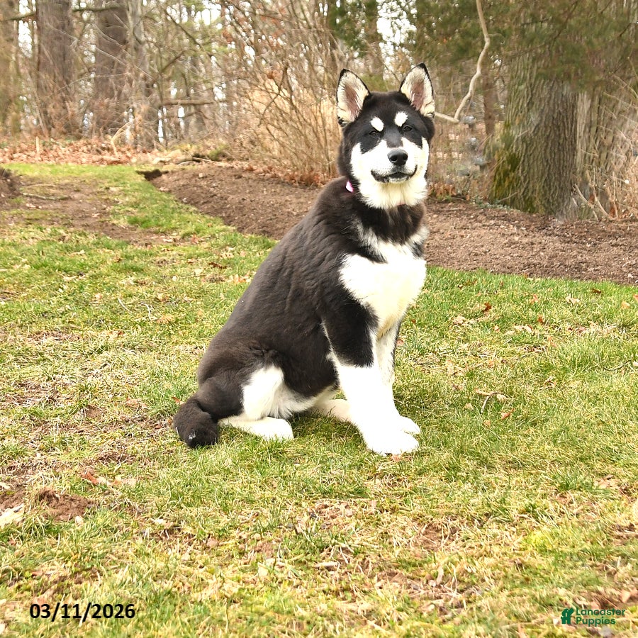 Alaskan Malamute dogs Scarlet - Ad 2