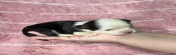 Chihuahua dogs for sale: EllieMay Long Coat  - Ad 5