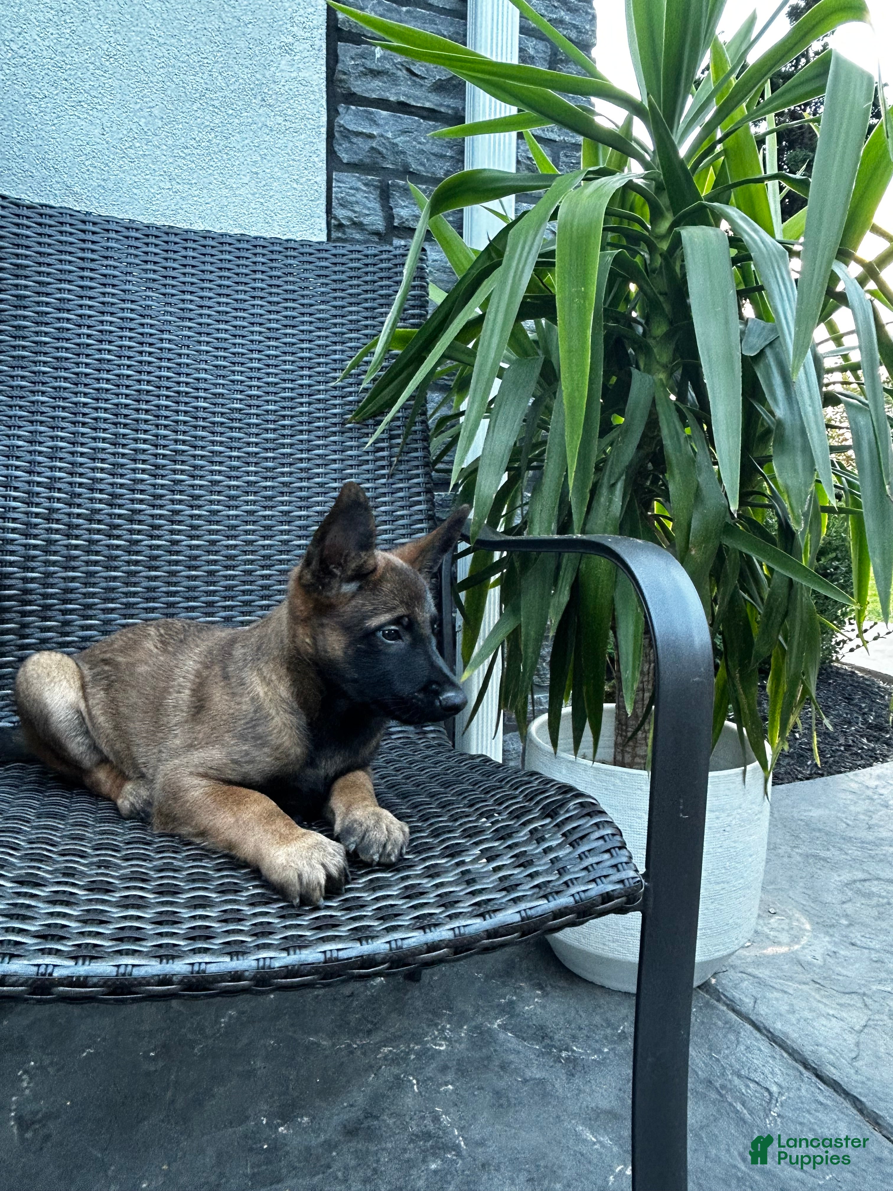 Belgian Malinois dogs Comet - Ad 1
