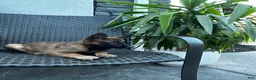 Belgian Malinois dogs for sale: Comet - Ad 1