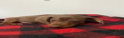Miniature Dachshund dogs for sale: Gunther  - Ad 7