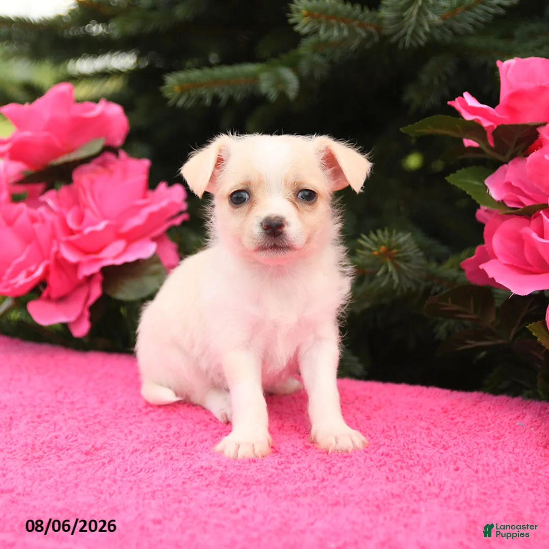 Mixed Breed dogs for sale: Fluffy - Ad 3