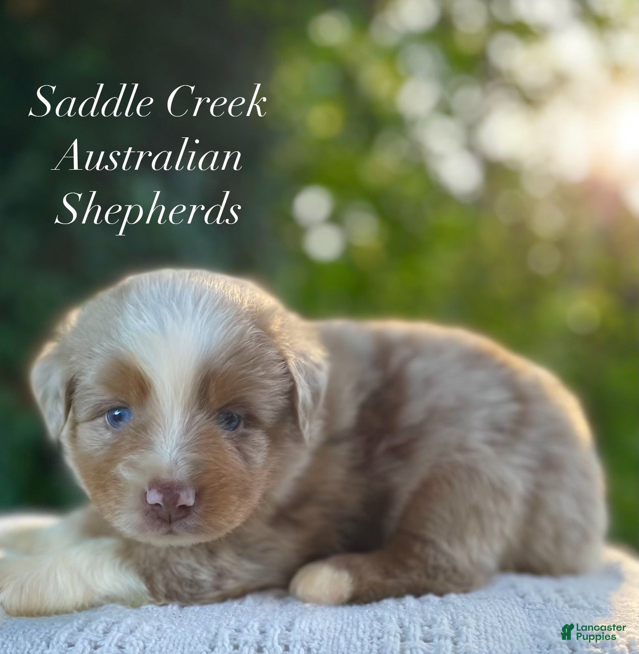 Australian Shepherd dogs Australian Shepherd 2 - Ad 1