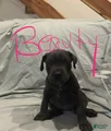 Cane Corso Puppy 7