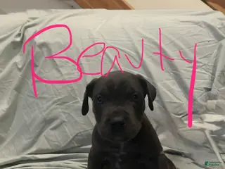 Cane Corso dogs Cane Corso Puppy 7 - Ad 11