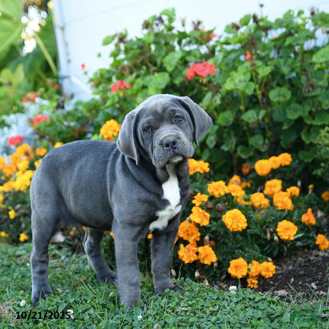 Cane Corso dogs for sale: April - Ad 2
