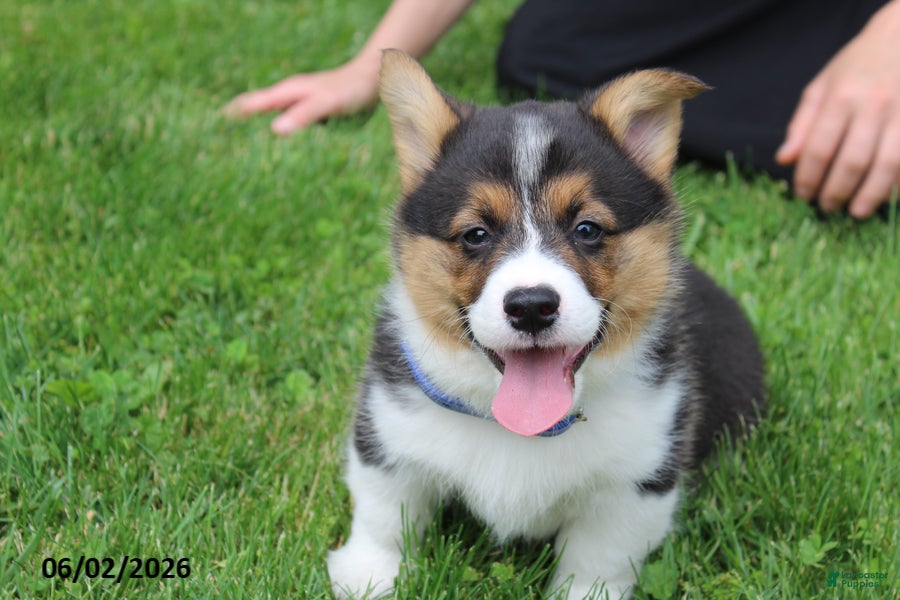 Duke