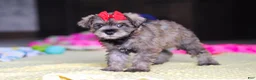 Miniature Schnauzer dogs for sale: Josie - Ad 6