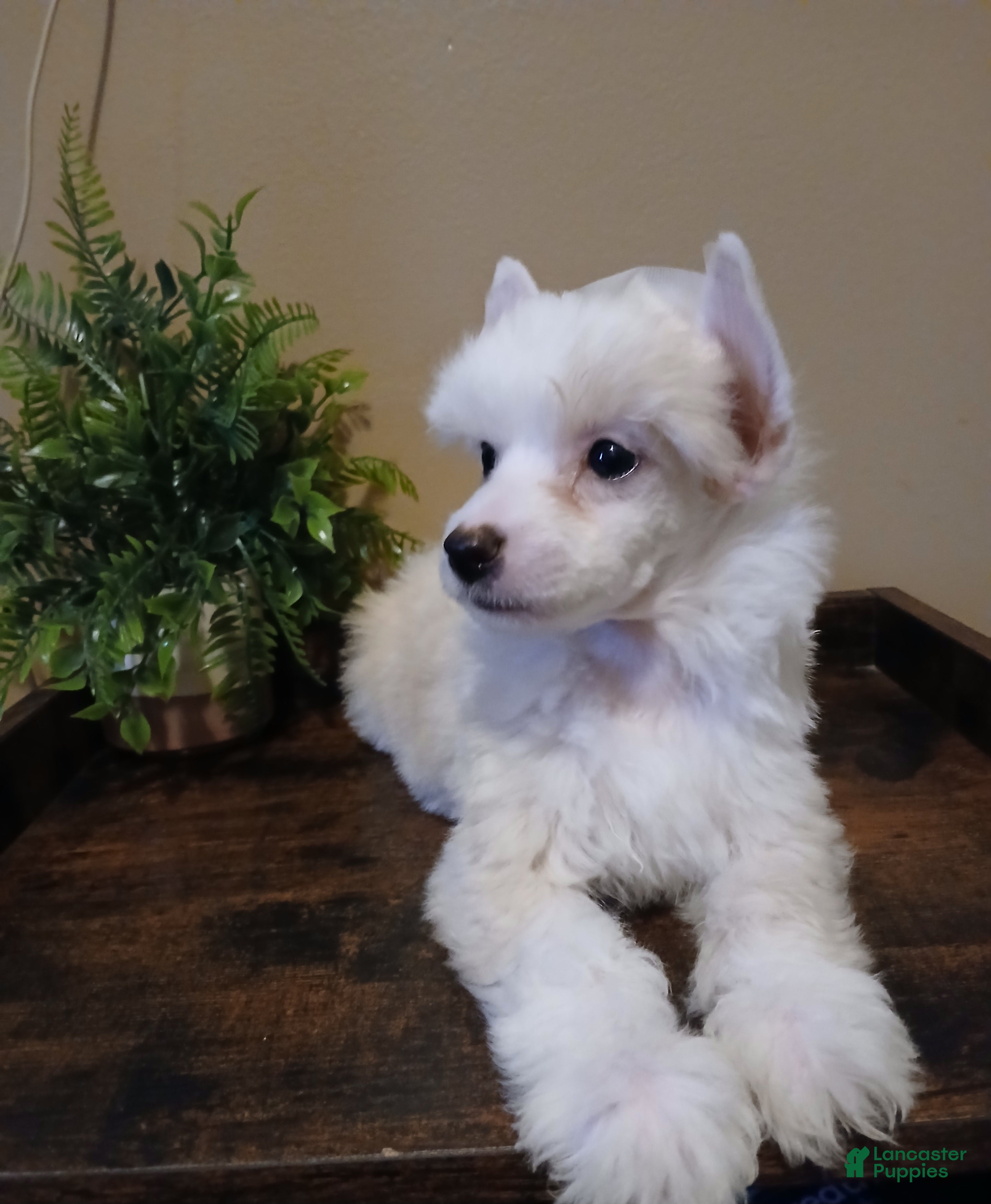 Milo