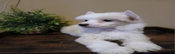 Chinese Crested dogs for sale: Milo - Ad 1