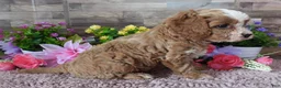 Cavapoo dogs for sale: #1 Male (Linda's) - Ad 5