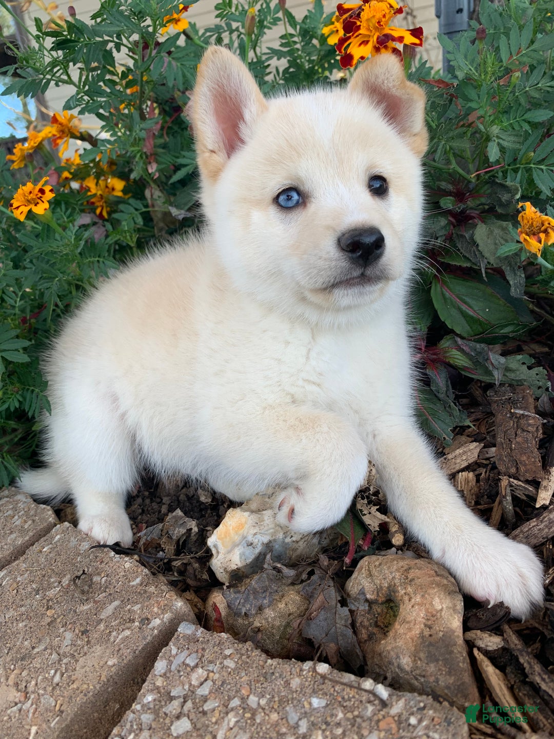 Alaskan Klee Kai dogs for sale: Tiny Mighty Thor - Ad 7
