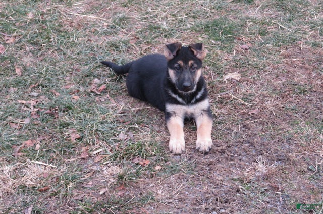 German Shepherd dogs Megan - Ad 38