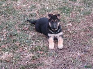 German Shepherd dogs Megan - Ad 41