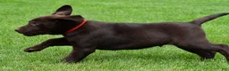 Labrador Retriever dogs for sale: Wilson - Ad 4