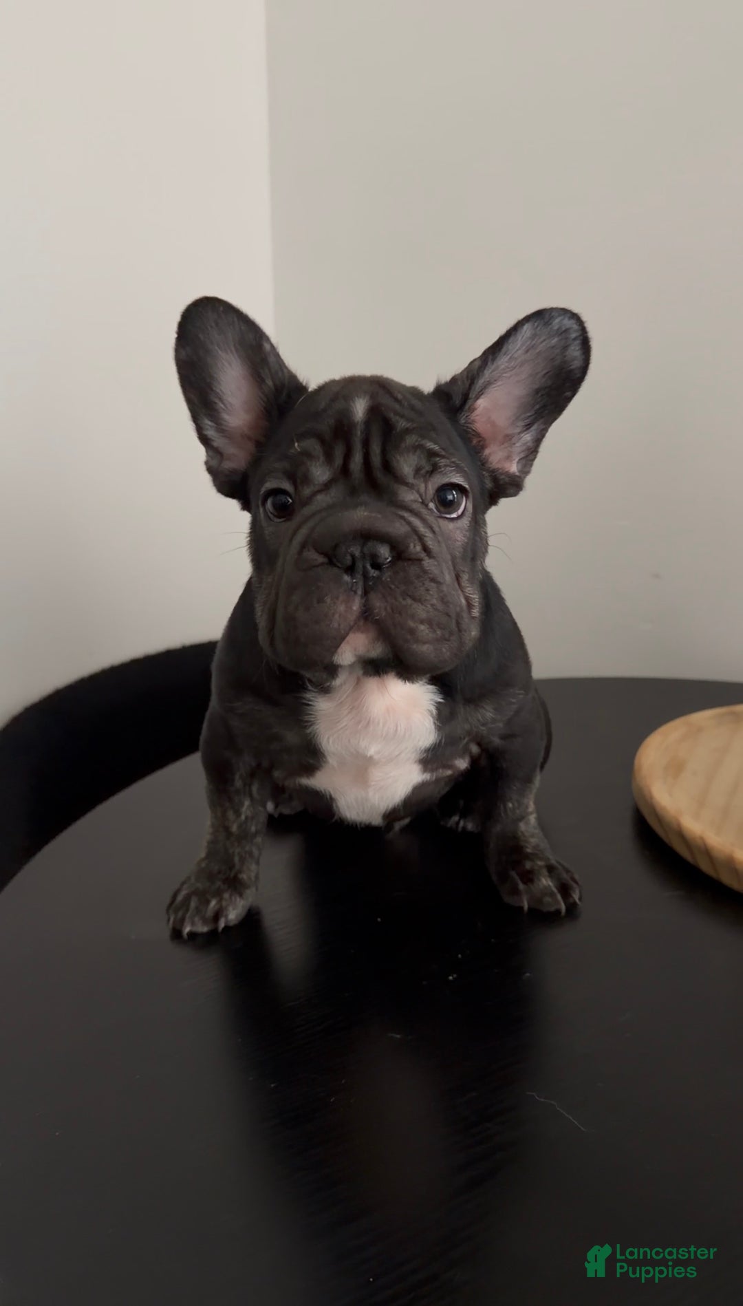 French Bulldog dogs for sale: Thunder - Ad 1