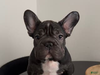 French Bulldog dogs Thunder - Ad 23
