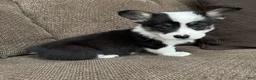 Welsh Corgi Pembroke dogs for sale: Clint - Ad 5
