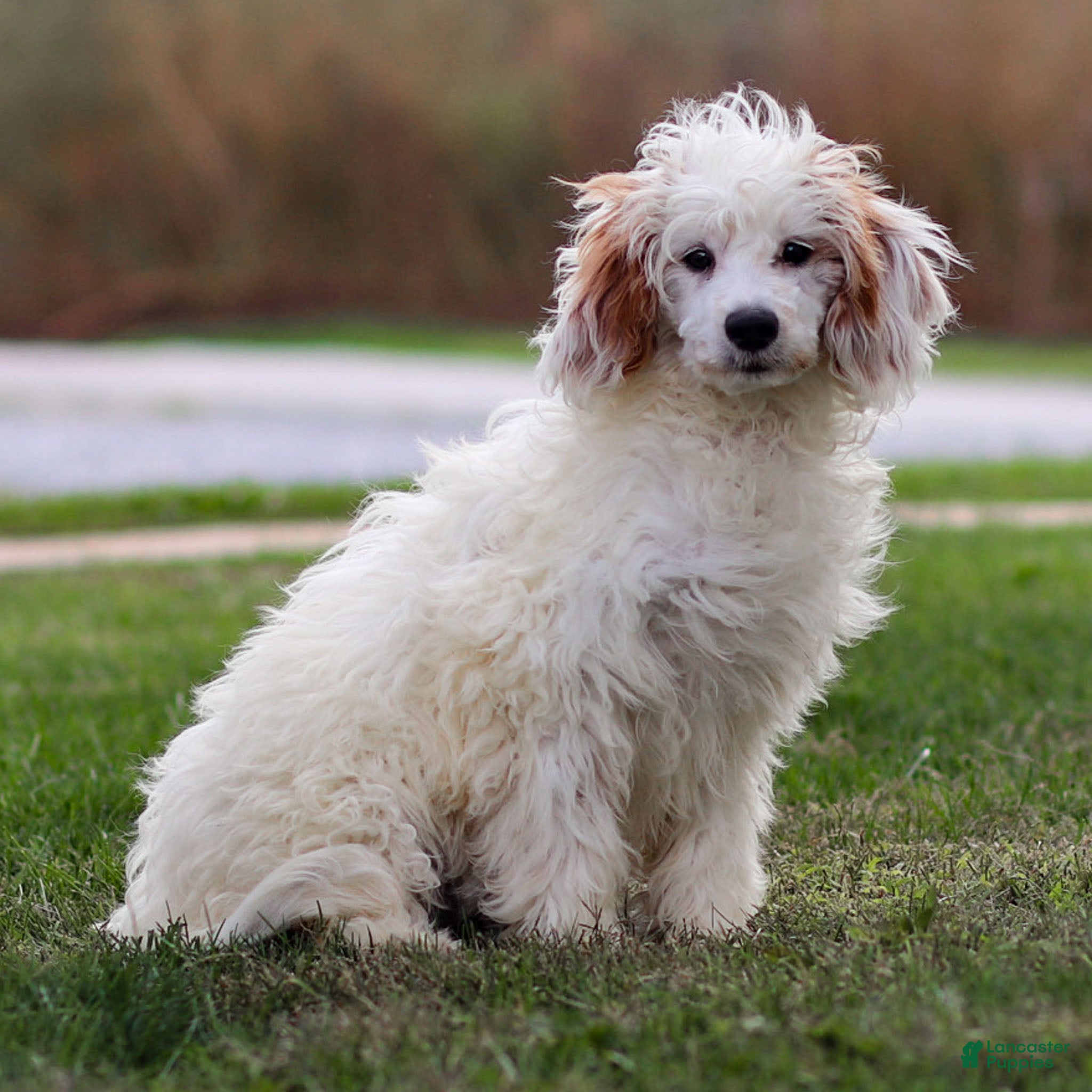 Goldendoodle dogs Odessa - Ad 41