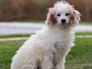 Goldendoodle dogs Odessa - Ad 25